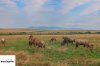 7-day Amboseli, Naivasha, Nakuru And Masai Mara | Nairobi, Kenya