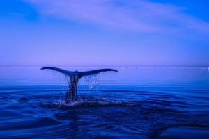 Whale Watching in Larkspur, California