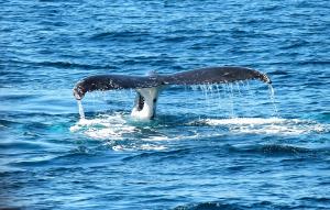 Discovery Seatours | Saturna Island, British Columbia | Whale Watching
