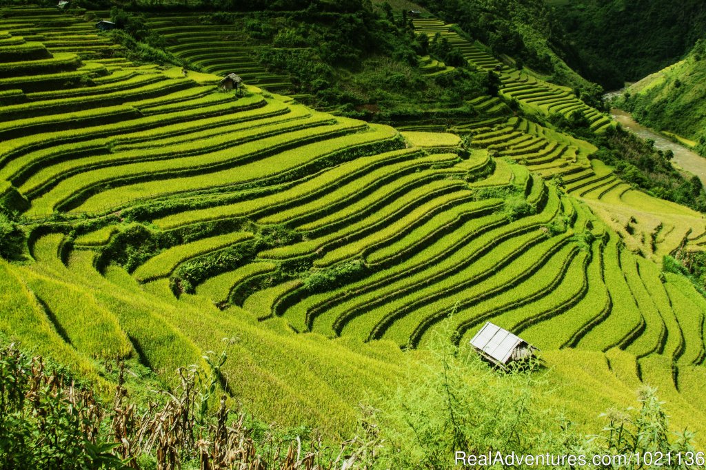 Bali's extensive rice terraces, Indonesia | Asian Trails | Image #4/8 | 
