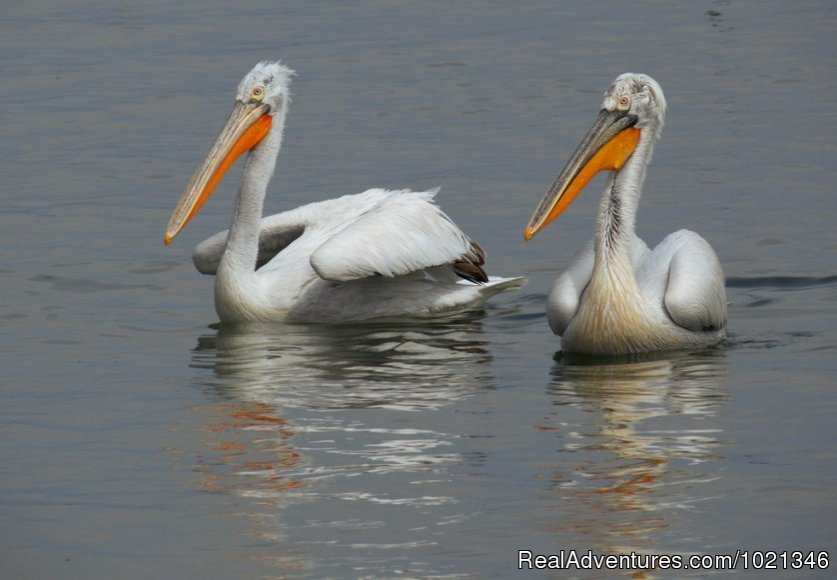 Dalmation Pelican | Pandion Wild Tours / Wildlife tours in Bulgaria | Image #10/12 | 