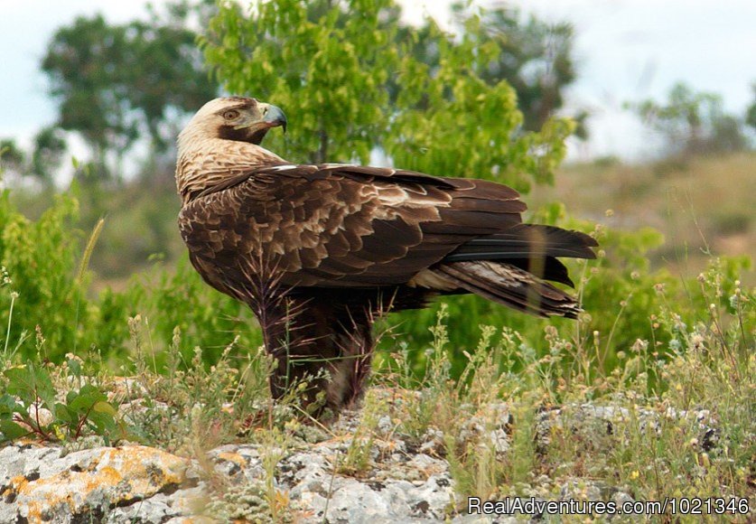 Imperial eagle | Pandion Wild Tours / Wildlife tours in Bulgaria | Image #8/12 | 