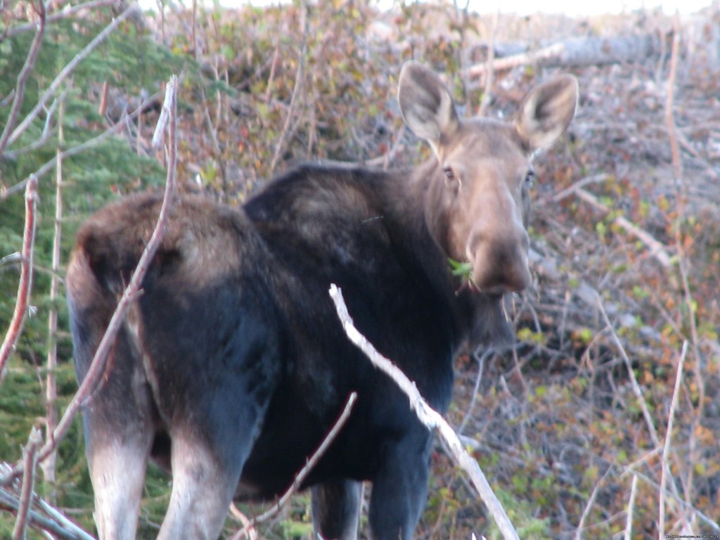 Moose Calf | Finger Lake Wilderness Resort-GETAWAY,Relax&Unwind | Image #16/23 | 