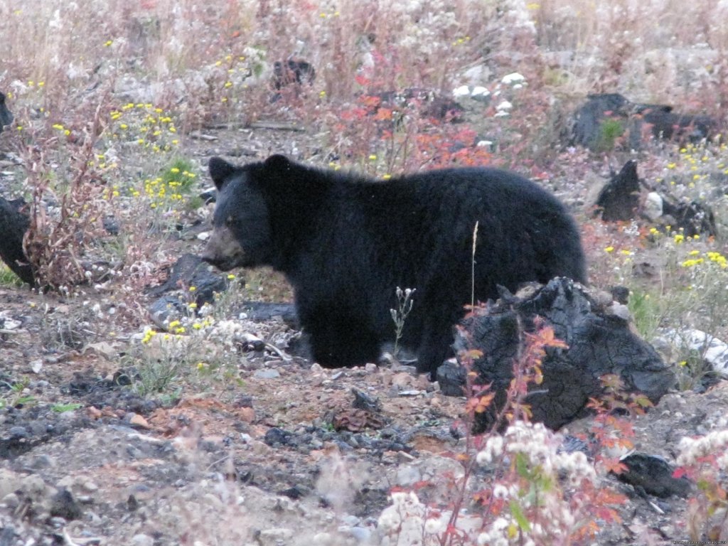 Monster Black Bear | Finger Lake Wilderness Resort-GETAWAY,Relax&Unwind | Image #20/23 | 