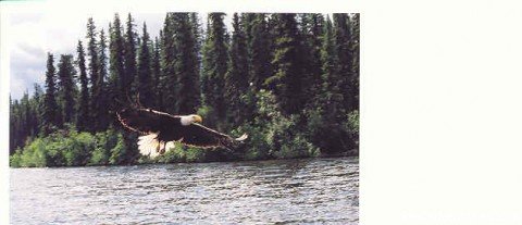 Feed Eagles from your boat | Finger Lake Wilderness Resort-GETAWAY,Relax&Unwind | Image #2/23 | 
