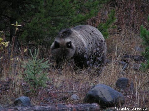 Grizzly bear | Finger Lake Wilderness Resort-GETAWAY,Relax&Unwind | Image #4/23 | 