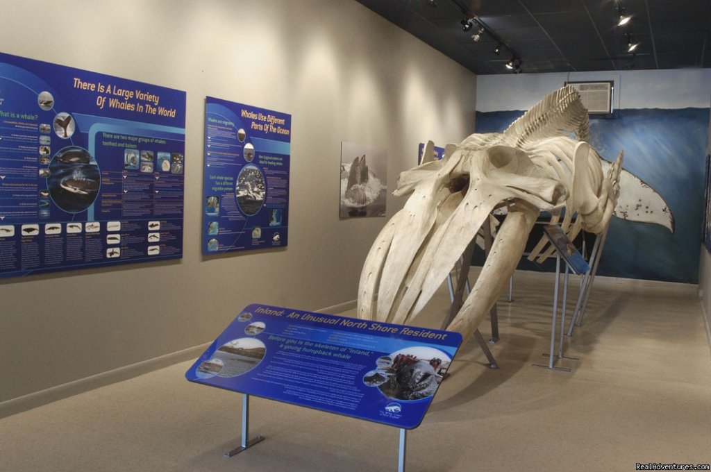 FREE WHALE EXHIBIT | Capt. Bill & Sons Whale Watch | Image #4/7 | 