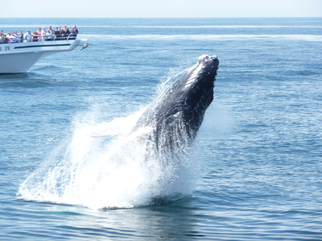 Capt. Bill & Sons Whale Watch | Image #6/7 | 