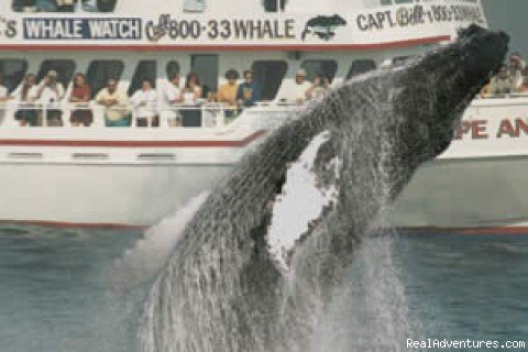 Breaching Humpback | Capt. Bill & Sons Whale Watch | Gloucester, Massachusetts  | Whale Watching | Image #1/7 | 
