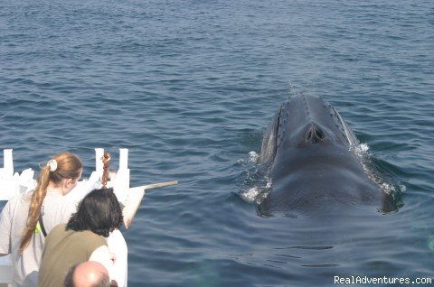 Whale Near Boat | Capt. Bill & Sons Whale Watch | Image #2/7 | 