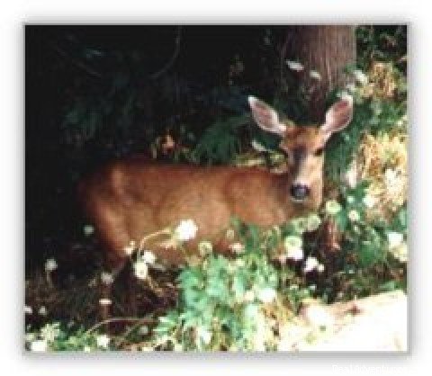 The resident deer love our garden! | Creekside Bed & Breakfast | Image #2/2 | 