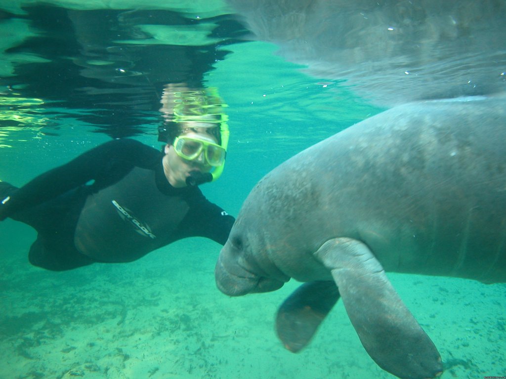 Getting to know you. | Snorkeling with Manatees in Crystal River | Image #2/8 | 
