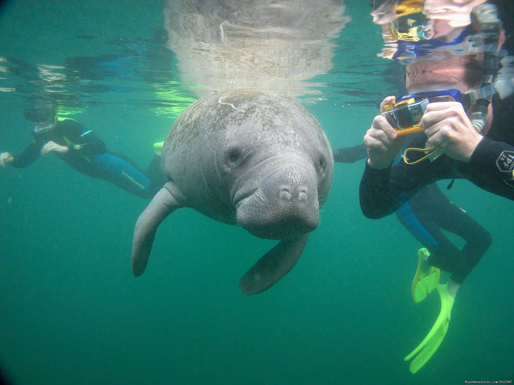 Always a photo Op | Snorkeling with Manatees in Crystal River | Image #3/8 | 