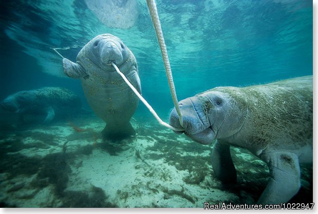 Flossing manatee style | Snorkeling with Manatees in Crystal River | Image #4/8 | 