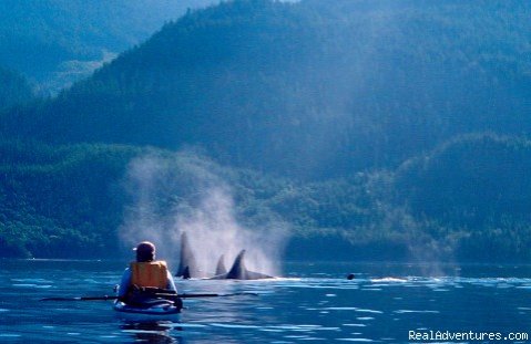 Orca Parade | British Columbia Sea Kayaking Adventures | Nanaimo, British Columbia  | Kayaking & Canoeing | Image #1/1 | 