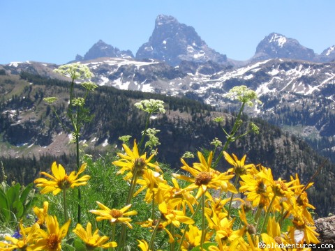 Horseback riding in the Tetons & Yellowstone Park: A view of the Tetons