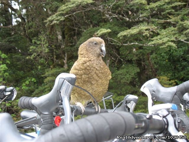 New Zealand's cheeky native parrot, the kea | Pedaltours Bicycle Adventures | Image #9/18 | 