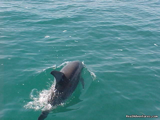 Dolphin follows the boat to Monkey River | Green Parrot Beach Houses & Resort | Image #13/24 | 