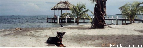 A dogs life | Green Parrot Beach Houses & Resort | Image #9/24 | 