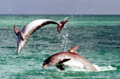 Jumping for joy | Dolphin Encounter with Wild about Dolphins | Key West, Florida  | Eco Tours | Image #1/1 | 