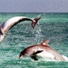 WILD about DOLPHINS Jumping for joy