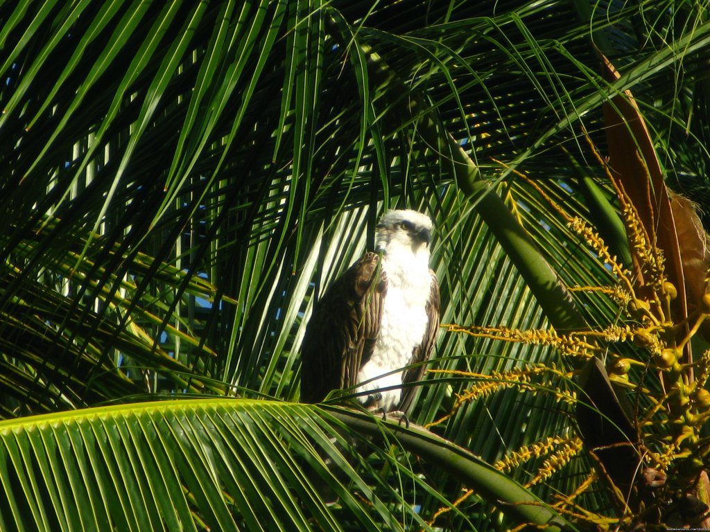 Osprey in Coconut Tree | Island Expeditions - Belize & Yucatan Adventures | Image #8/8 | 