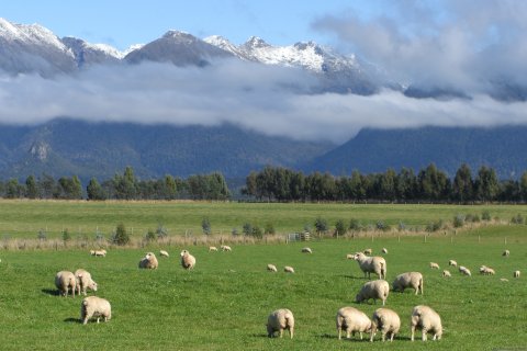 sheep and mountains