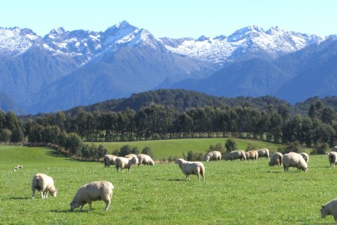 sheep mountains