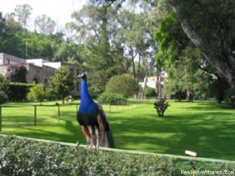 Peacock on Museum grounds | Cultural visit to Mexico City | Image #4/6 | 