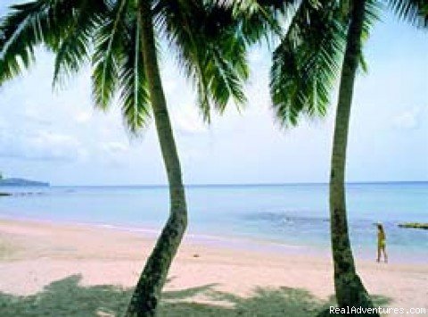 Bent Palm Trees,