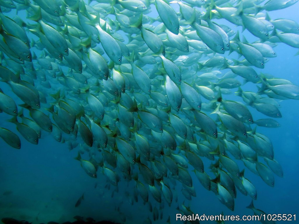 Schooling Fish In Costa Rica | Bill Beard's Costa Rica Scuba Diving & Adventure | Image #4/17 | 