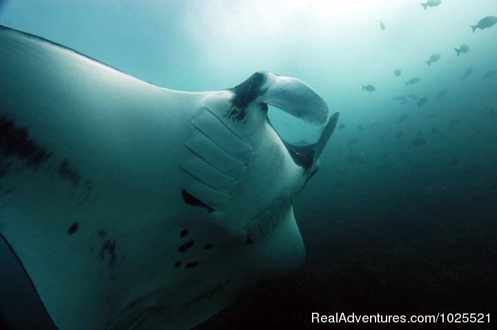 Costa Rica Manta Ray | Bill Beard's Costa Rica Scuba Diving & Adventure | Image #5/17 | 