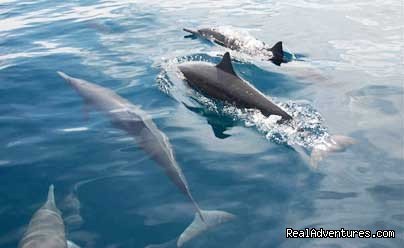 Dolphins cavort with fishing boat | Bill Beard's Costa Rica Scuba Diving & Adventure | Image #8/17 | 
