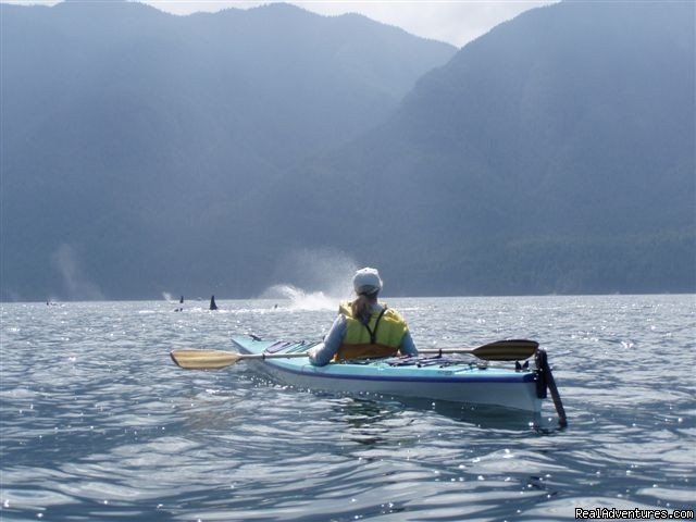 Have a whale of a day | Best Sea Kayaking Adventures on Vancouver Island | Image #2/15 | 