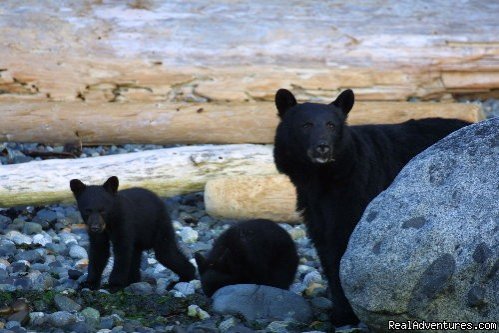 Bears on the beach at low tide | Best Sea Kayaking Adventures on Vancouver Island | Image #7/15 | 