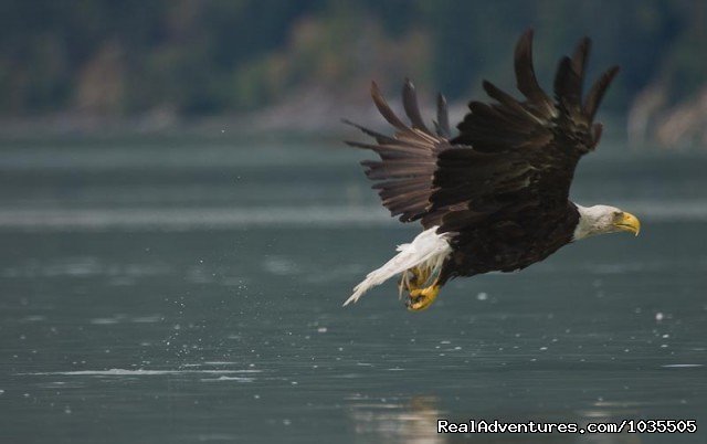 Morning Eagle | Best Sea Kayaking Adventures on Vancouver Island | Image #8/15 | 
