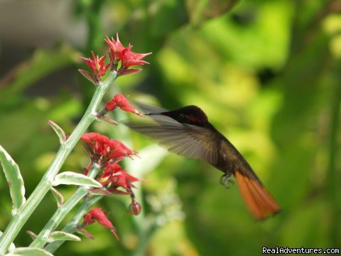 Hummingbird in the garden | Englishman's bay,Parrot estate. Romantic adventure | Image #10/23 | 