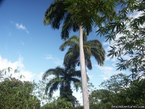 Royal palms in the garden | Englishman's bay,Parrot estate. Romantic adventure | Image #13/23 | 