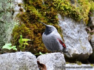 Birding and wildlife tours in Bulgaria | Sofia, Bulgaria | Birdwatching