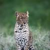 AFRICA CLIMBING.MT KENYA/KILIMANJARO/SAFARIS