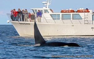 Whale Watch& Wildlife Tours April - October | Friday Harbor, Washington | Whale Watching