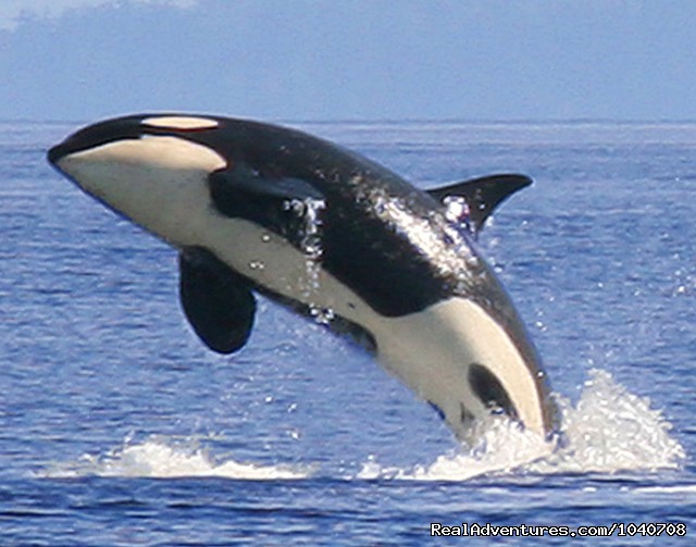 OrcaWhale Watching/Wildlife Tours & Kayaking Treks: West Side of San Juan Island
