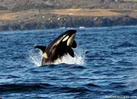 OrcaWhale Watching/Wildlife Tours & Kayaking Treks: Orca Pod - taken off our voice