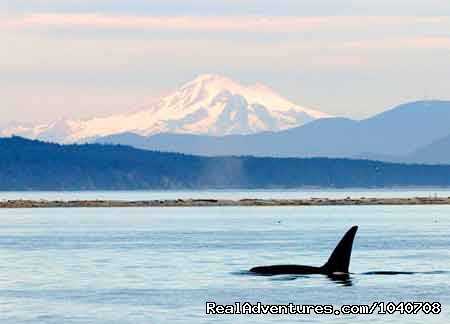 OrcaWhale Watching/Wildlife Tours & Kayaking Treks: Kayaking off San Juan Island