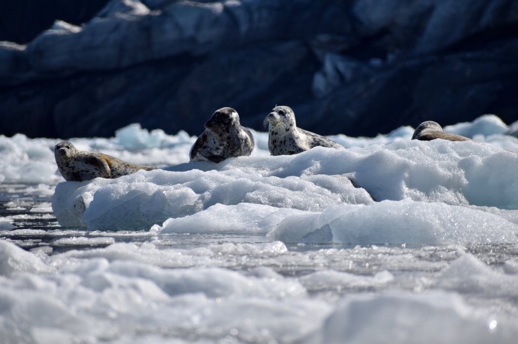 Harbor Seals | Prince William Sound Sea Kayaking and Hiking Tours | Image #8/13 | 
