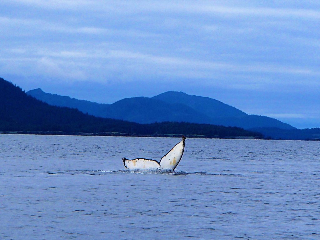 Humpback Whale | Prince William Sound Sea Kayaking and Hiking Tours | Image #11/13 | 