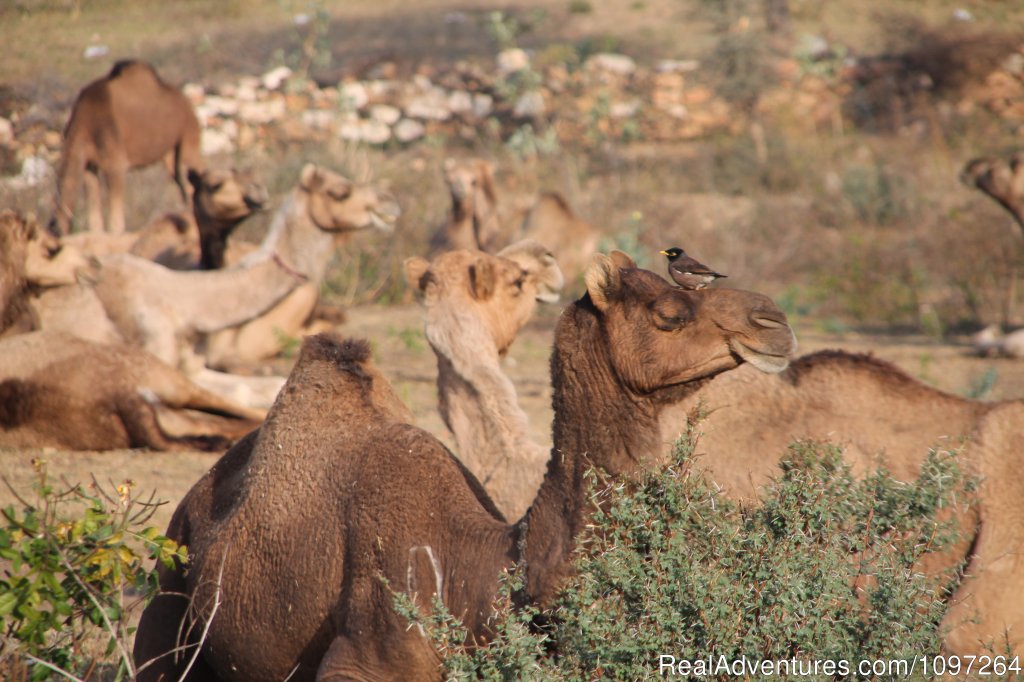 Camels | Horsebacksafaris on Marwari Horses in Rajasthan | Image #14/26 | 