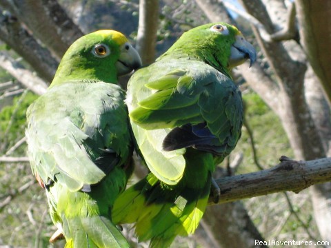 Cabins/Cottages for Rent in Altos del Maria: Parrots accross the cabins