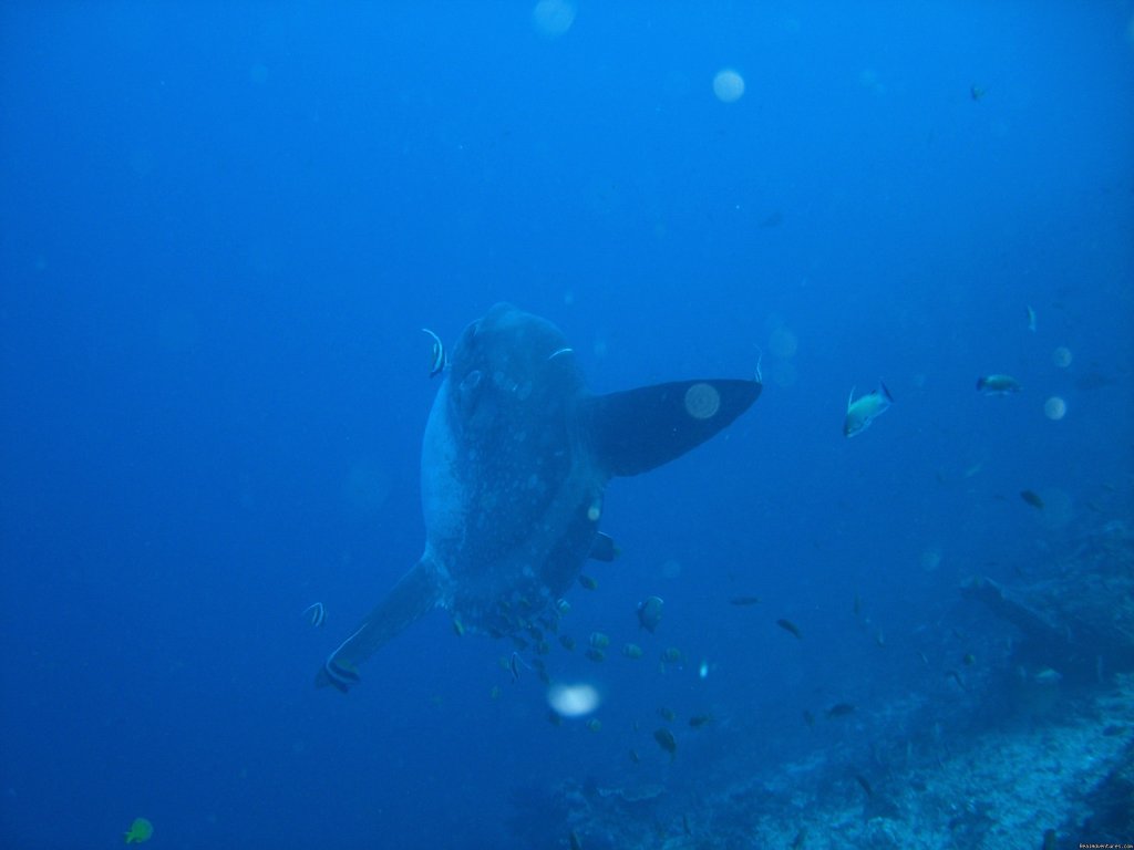 The MAMBO | Bali Exotic Diving | Bali, Indonesia | Scuba Diving & Snorkeling | Image #1/1 | 