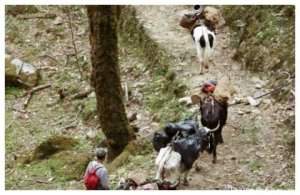 Trekking in Sikkim (India) | Carinthia, Austria | Sight-Seeing Tours